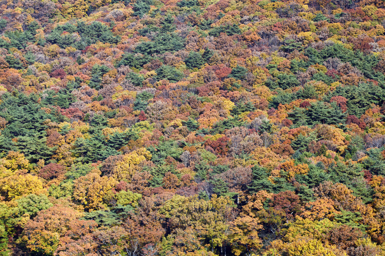 trees in fall seen from above