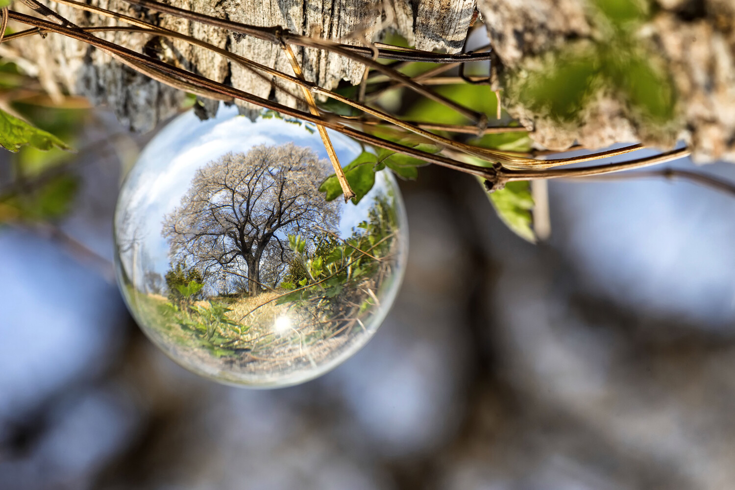 How to Photograph Trees