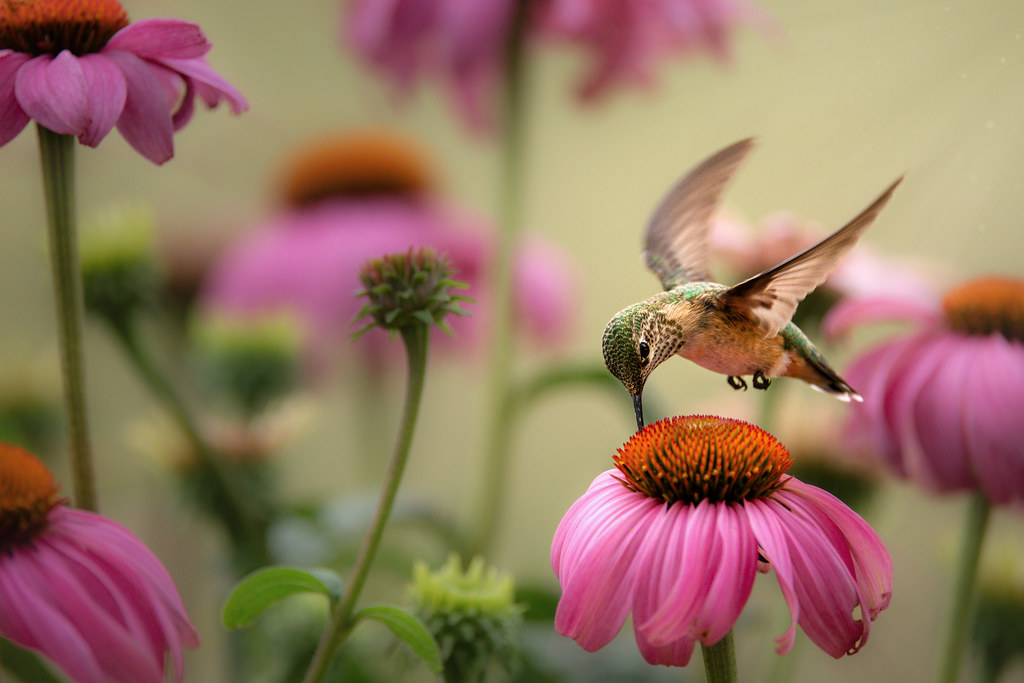 Hummingbird in the Coneflowers II