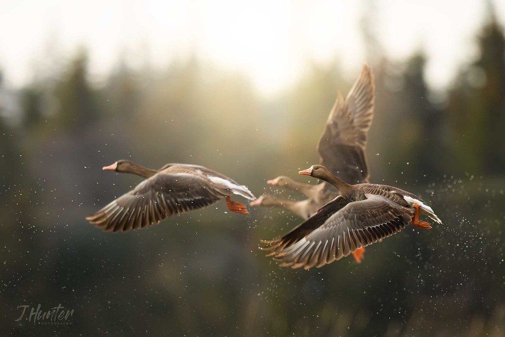 Greater White-fronted Geese