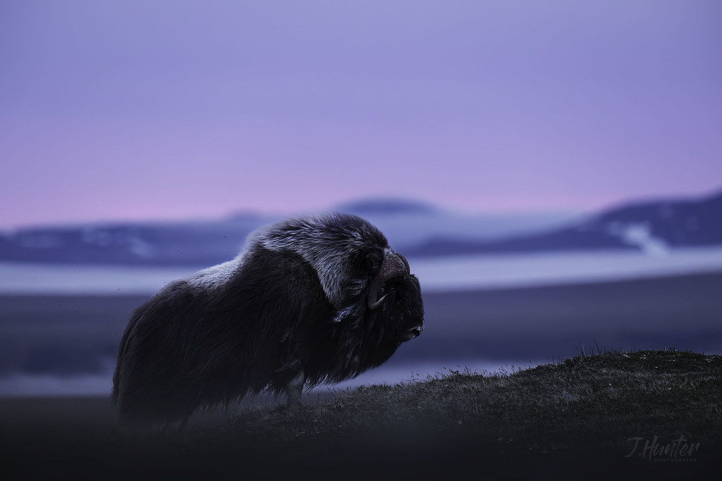 Bull Muskox