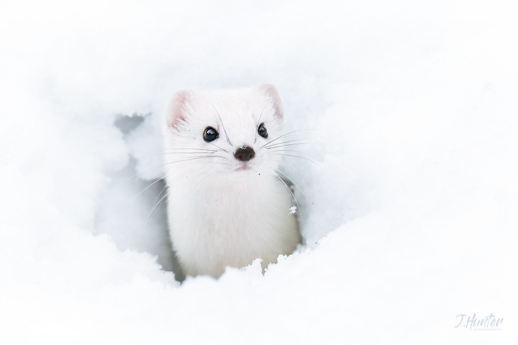 Ermine