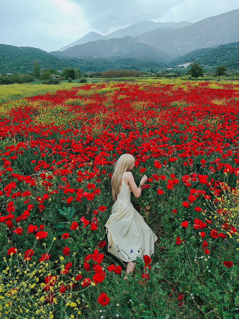 Poppies