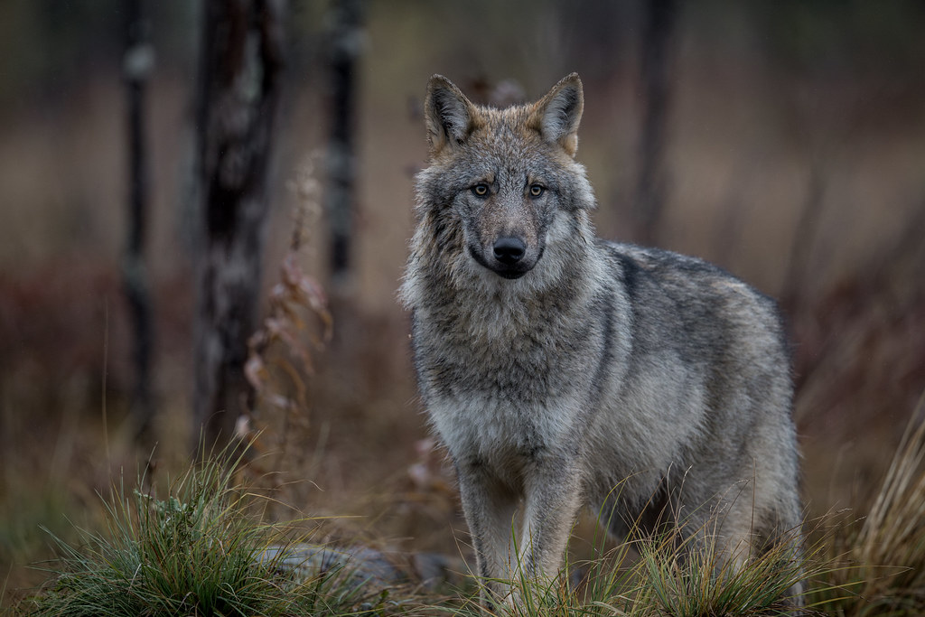 Young Wolf