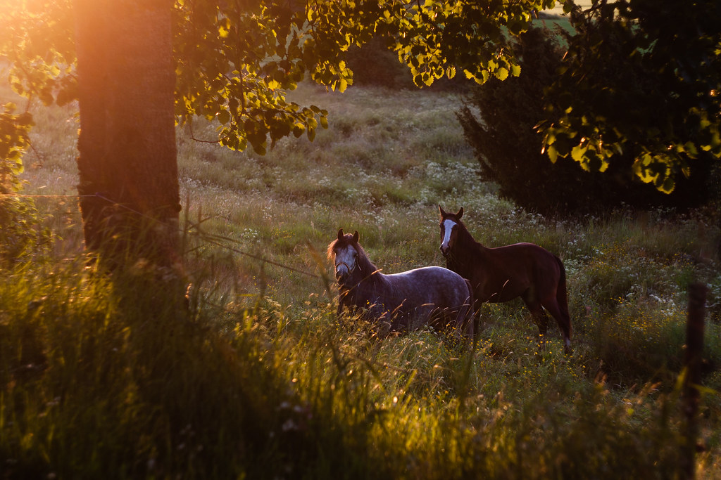 Horses