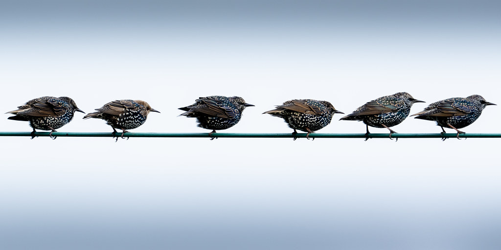 A neat row of starlings