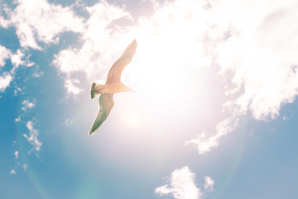 Free Bird