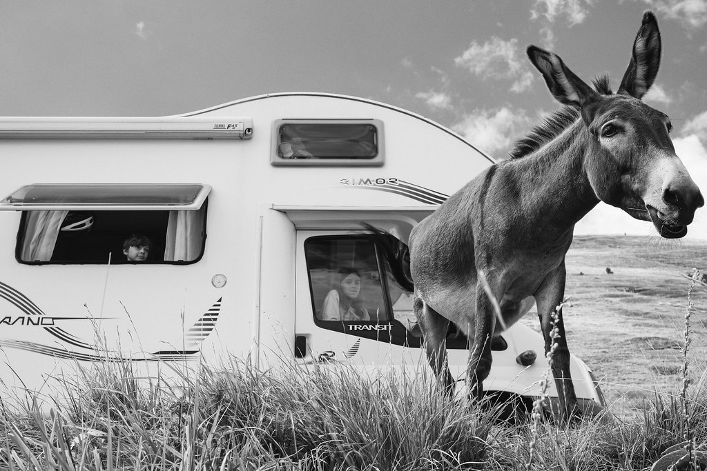 The Donkey