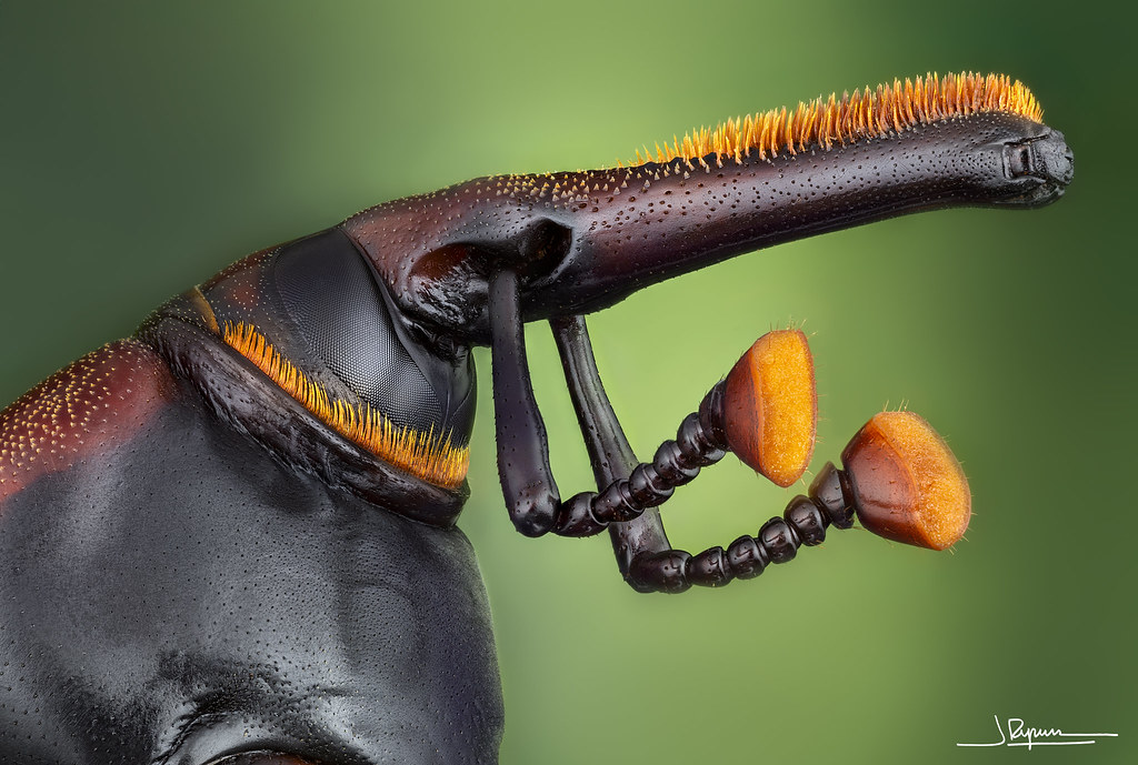 Picudo rojo (Rhynchophorus ferrugineus)