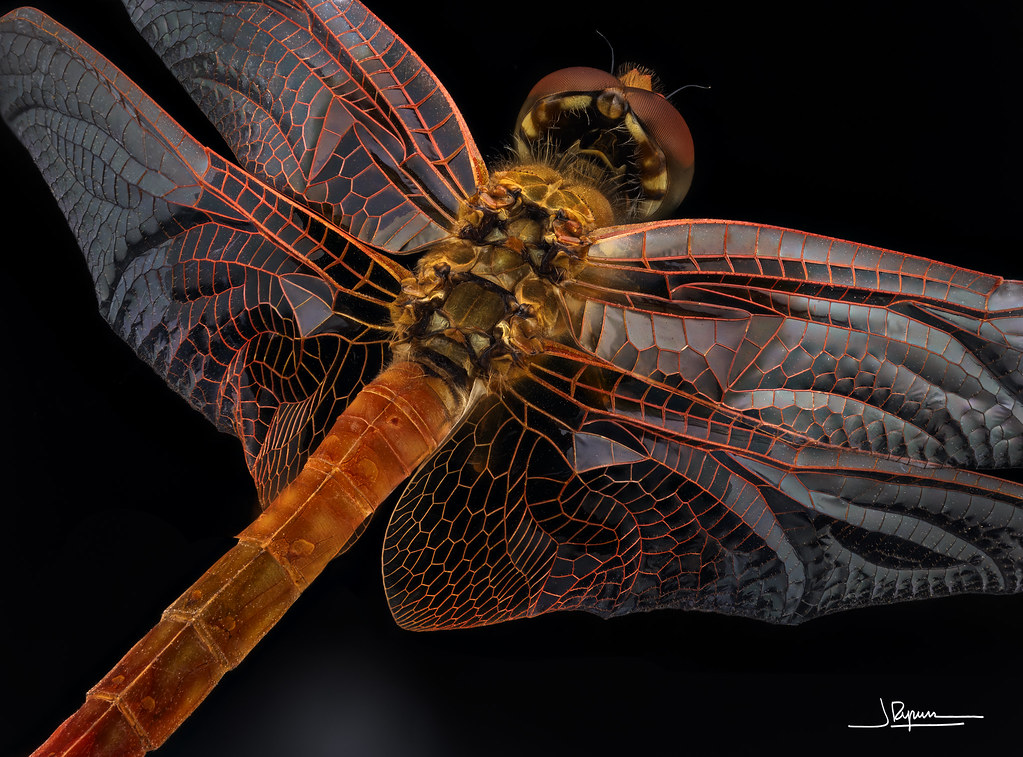 Libélula flecha roja [Sympetrum striolatum]