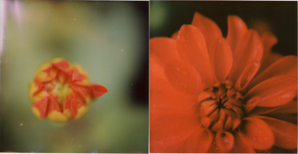 Dahlia Diptych