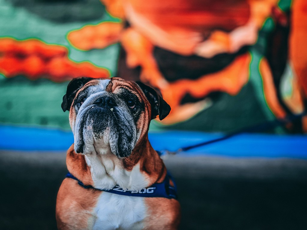 Hank