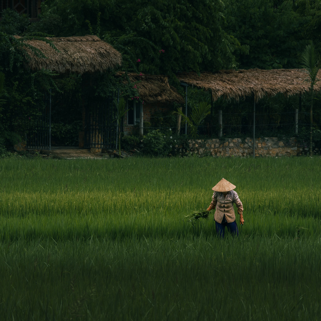 Working in the Rice Fields