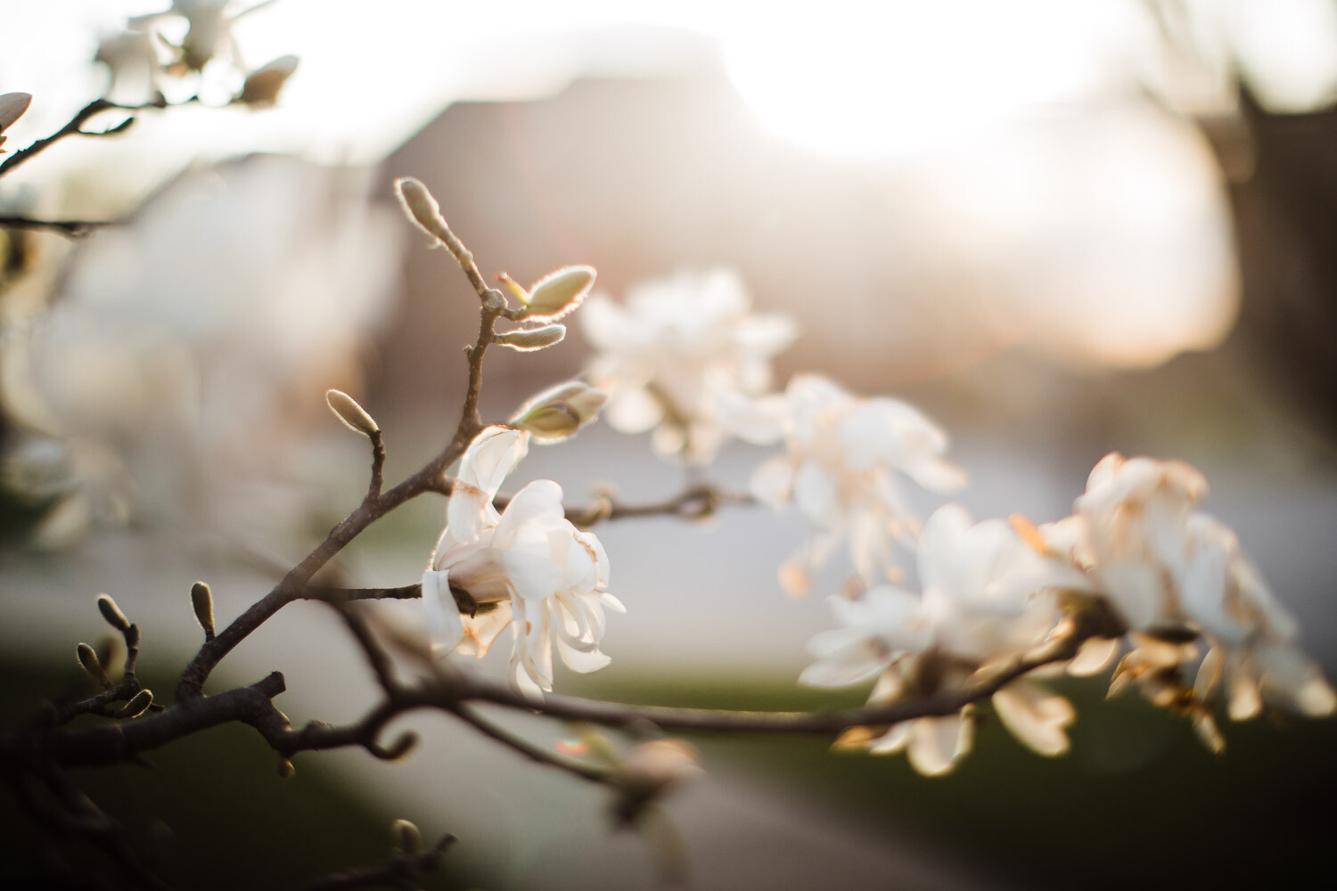 Freelensing for Creative Photography