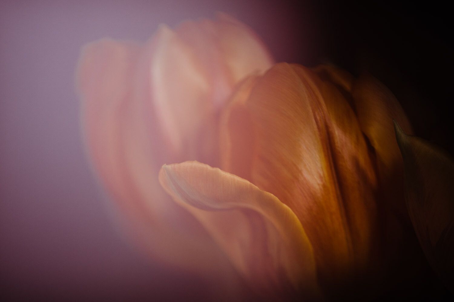 Freelensing for Creative Photography. Pink Tulips