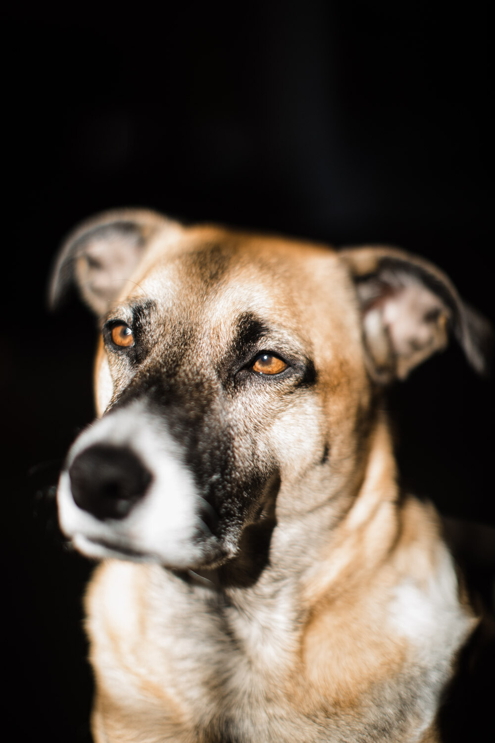 Freelensing for Creative Photography. Dog