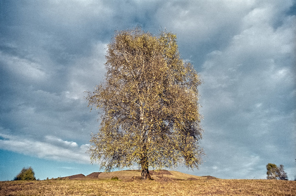 Italian Diary (analog) 454 "Birke" - "Birk" - "Betulla"
