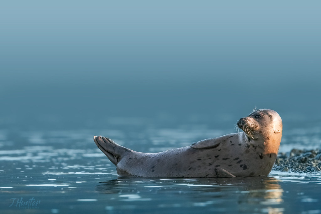Harbor Seal