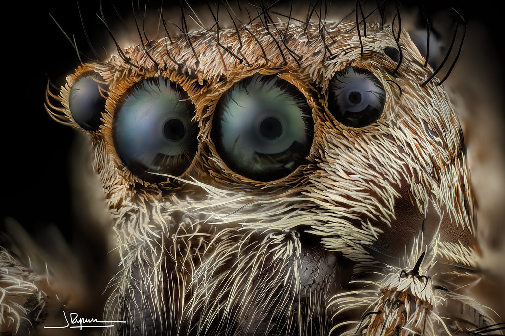 ojos de salticidae