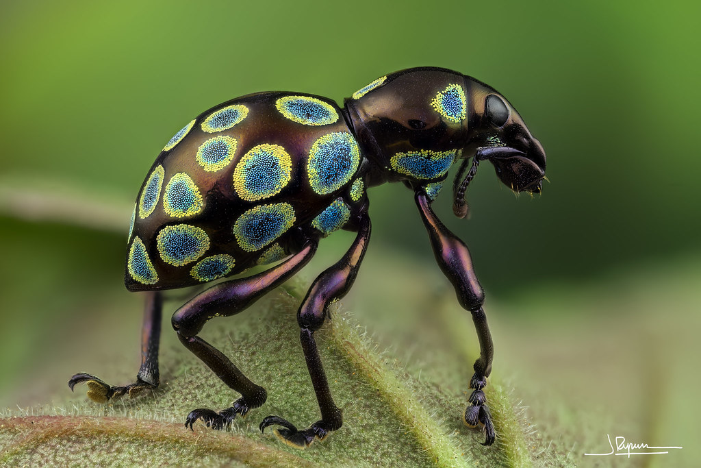 Pachyrrhynchus congestus pavonius [Philippines]