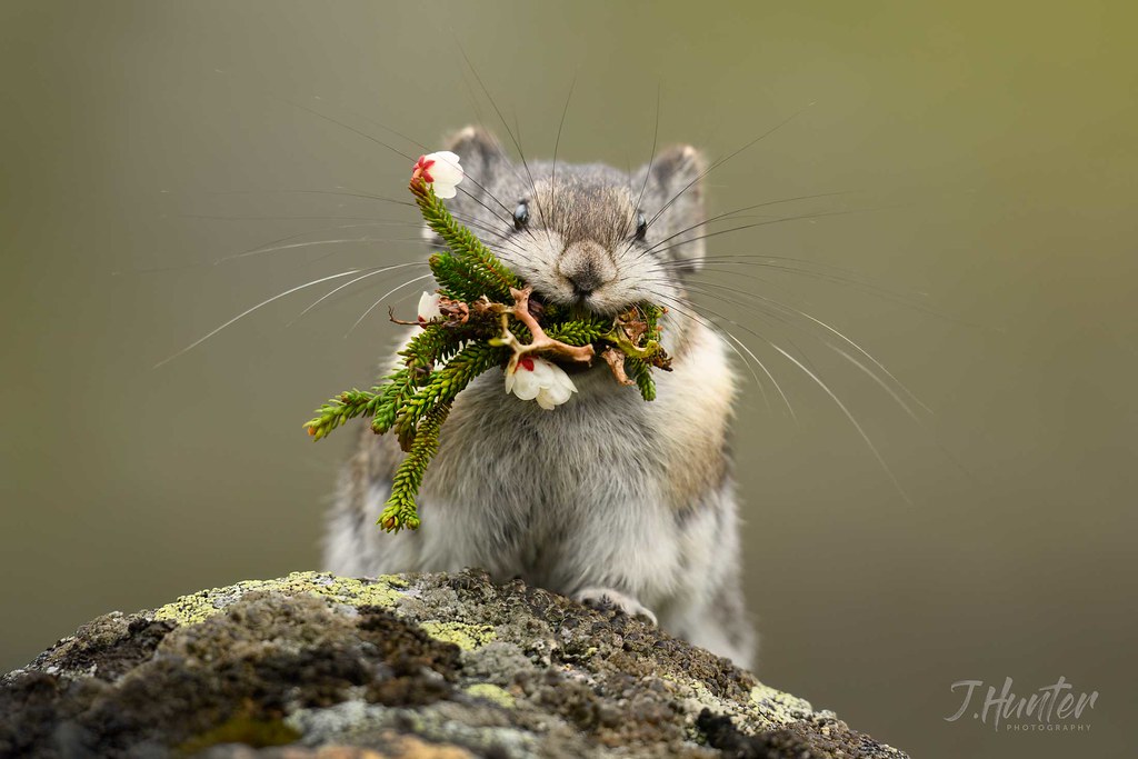 Collared Pika