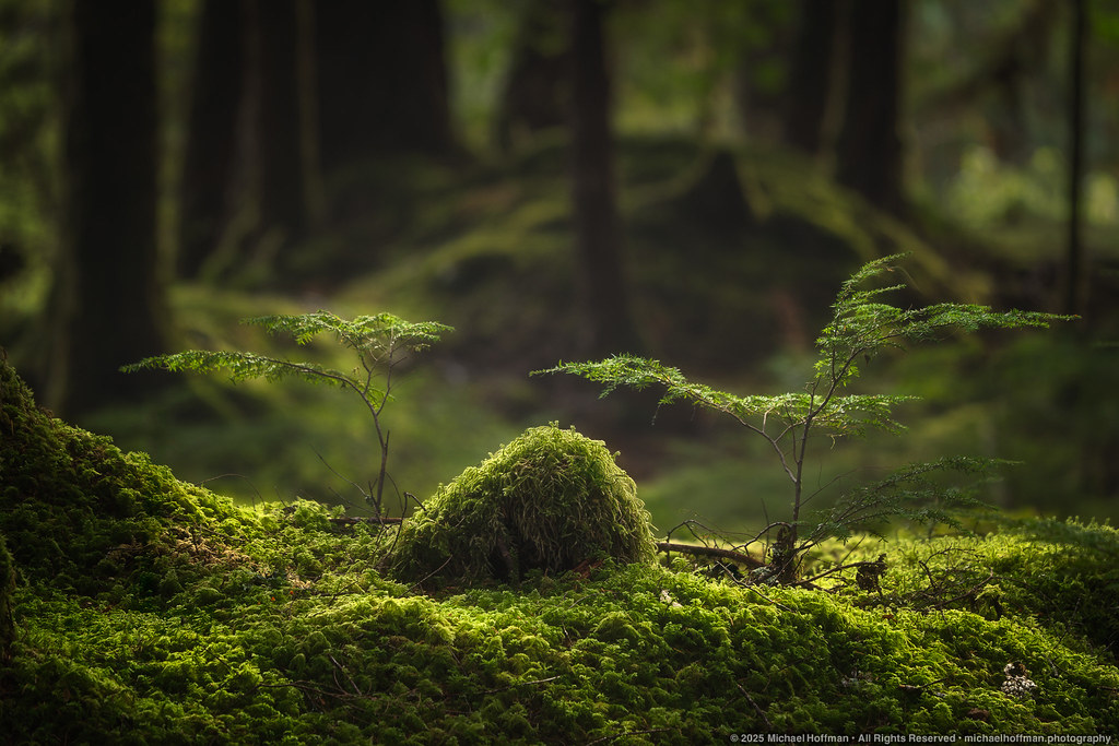 Rebirth in the Ancient Grove