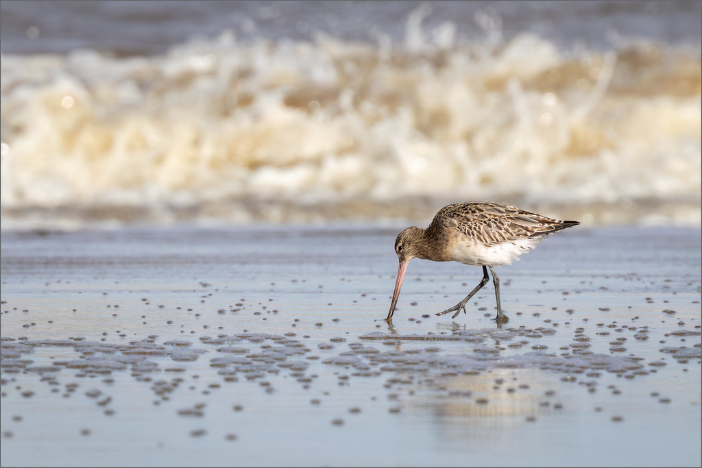 Bar-tailed Godwit (Limosa lapponica)