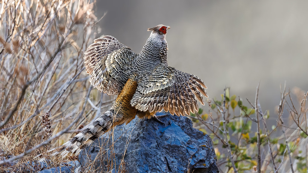 A Cheer Pheasant on the edge of a valley