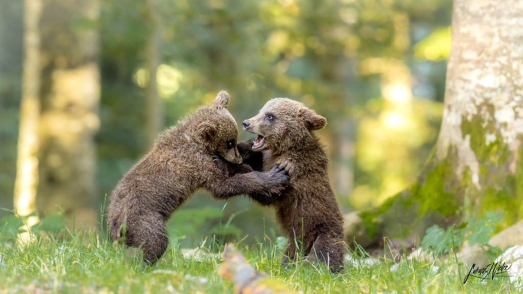 Frolicking - Young Bears