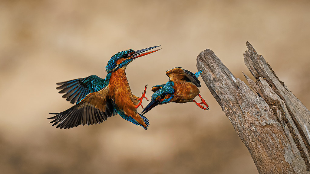 An unhappy couple? A Male and female Common Kingfisher in a tiff