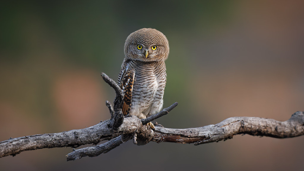 A Jungle Owlet roosting in the forest