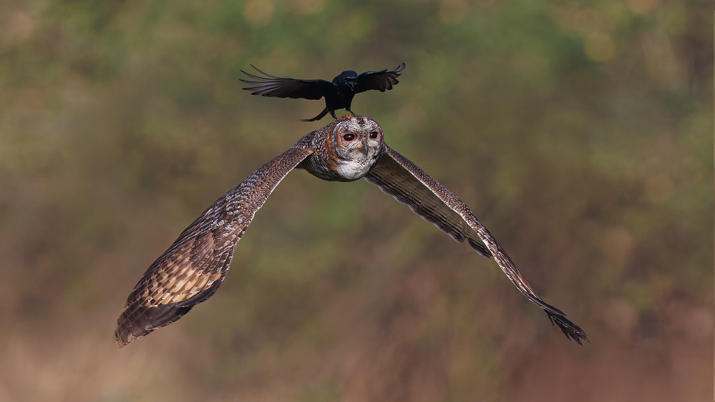 A Mottled Wood Owl harassed by a Drongo