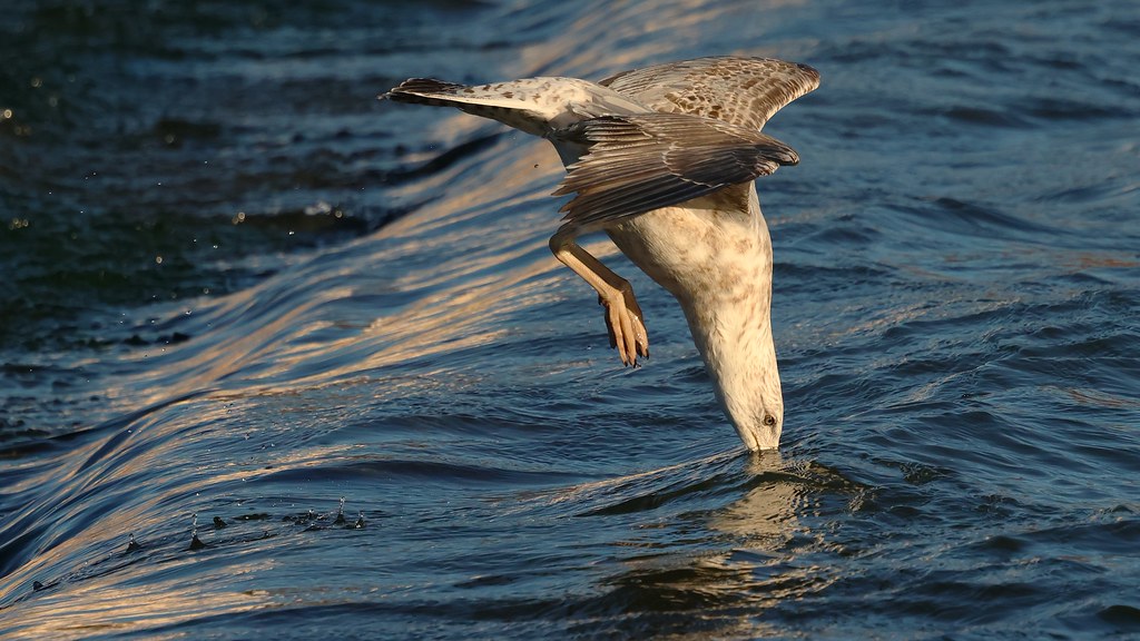 Goéland leucophée - Larus michahellis - Yellow-legged gull