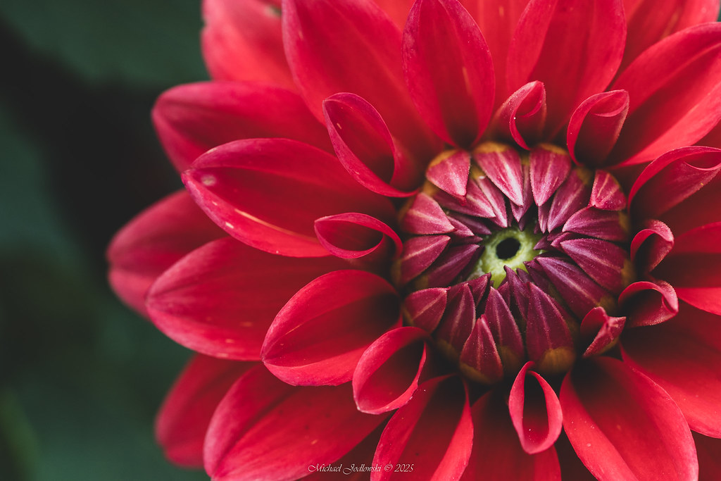 Dahlia