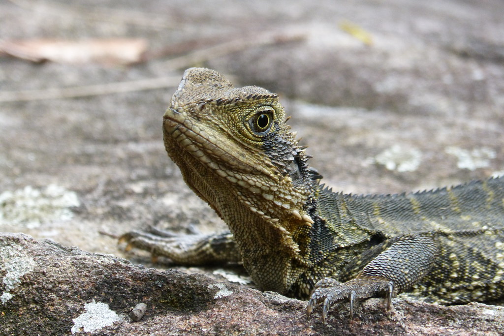 Eastern Water Dragon (Intellagama lesueurii lesueurii) / Dragon d'eau Australien ou Agame aquatique