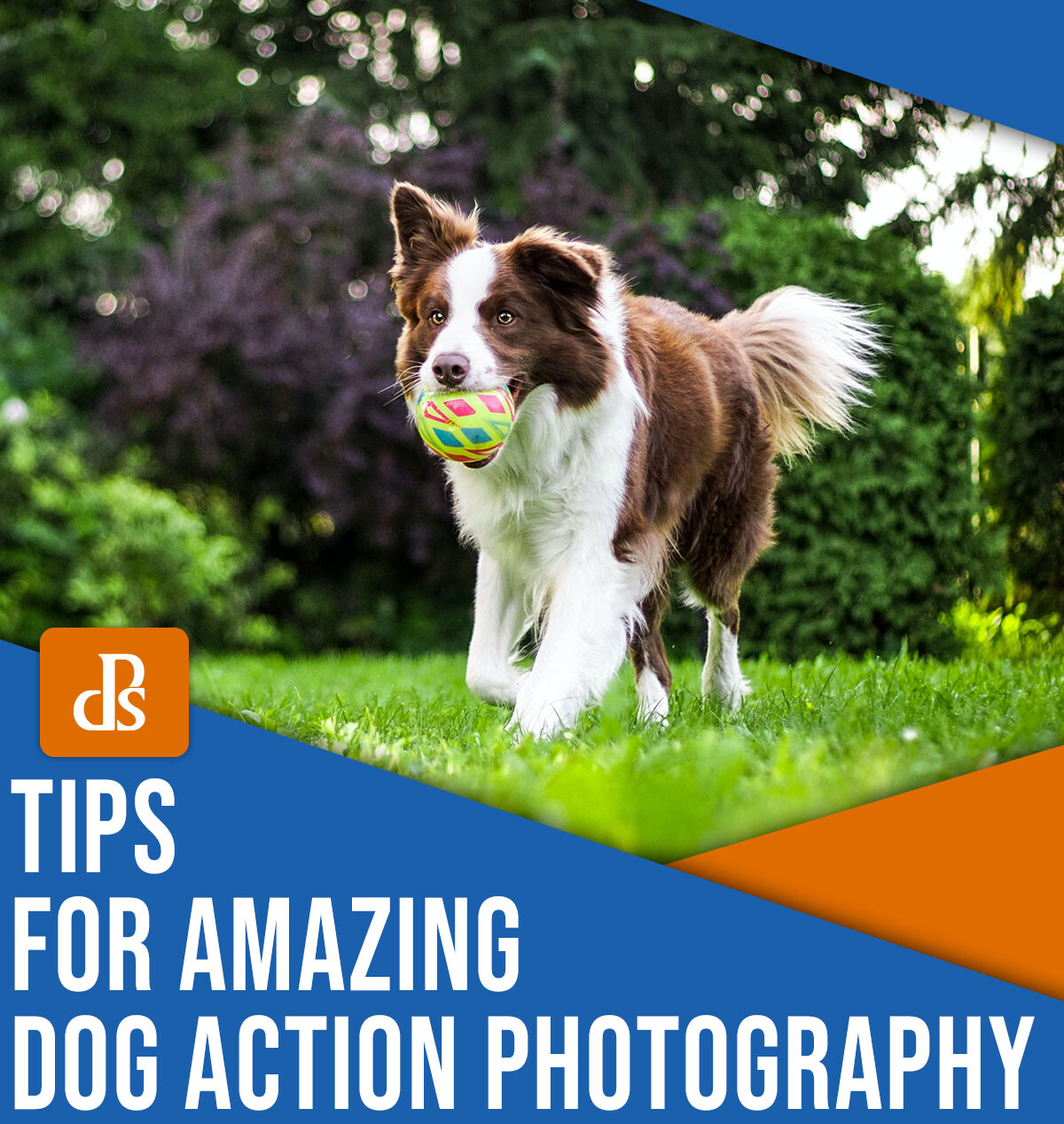 Tips for amazing dog action photography
