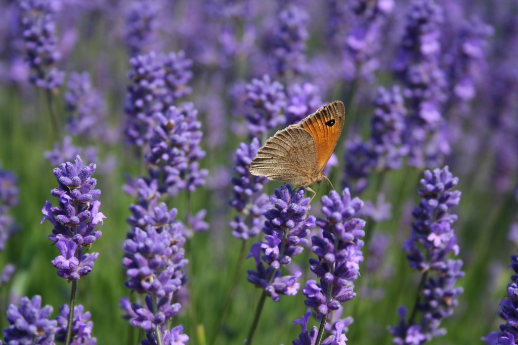 Lavender (Lavandula spp.)