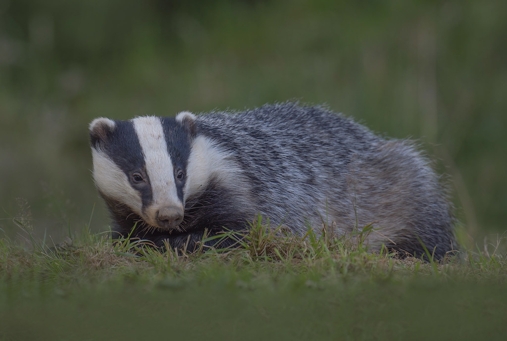 European Badger - Meles meles