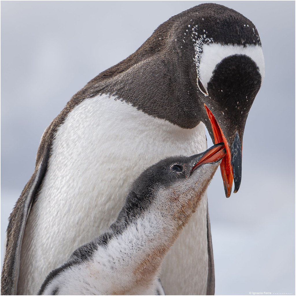 Antarctica: Hungry chick