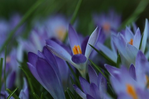 Crocuses
