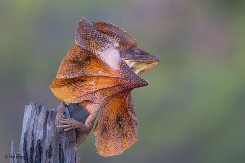 Frilled-neck Lizard (m) gives a threat display