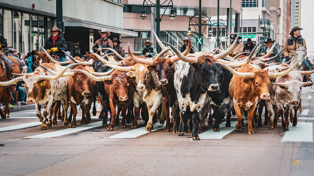 Kicking off the 118th National Western Stockshow