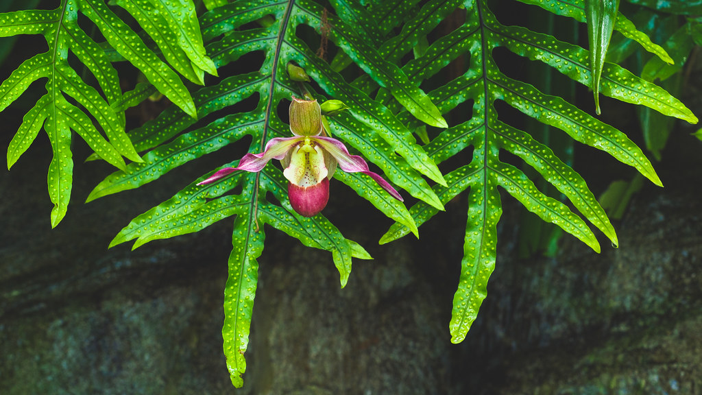 Paphiopedilum victoria-mariae (aka "lady slipper")