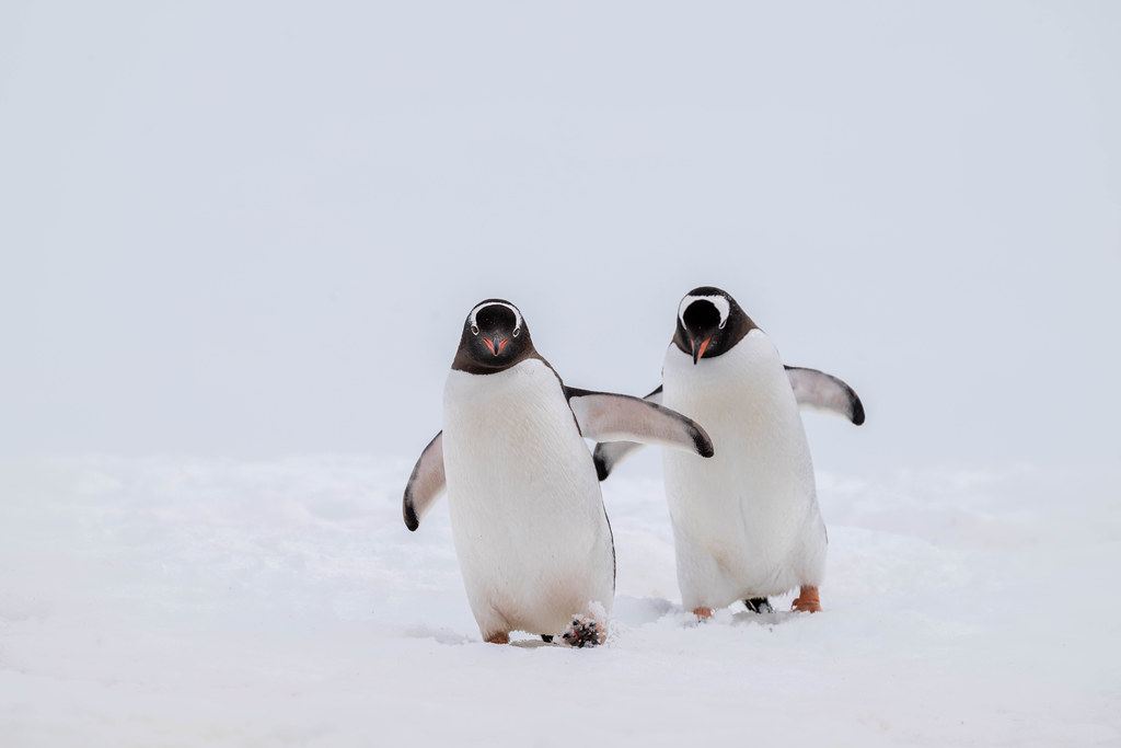 Couple of gentoo penguins, out for a stroll in the snow