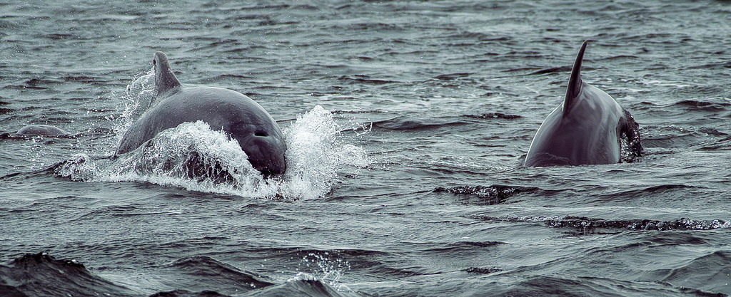 Friendlies I Know...