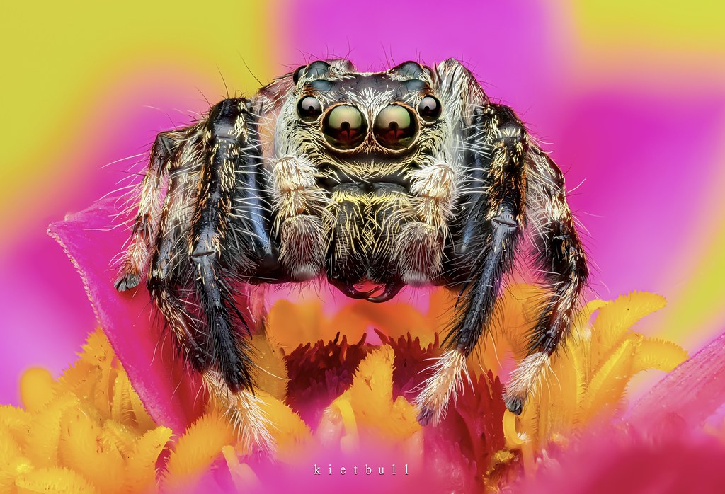 A jumping spider (Explored on Apr 15th, 2026)