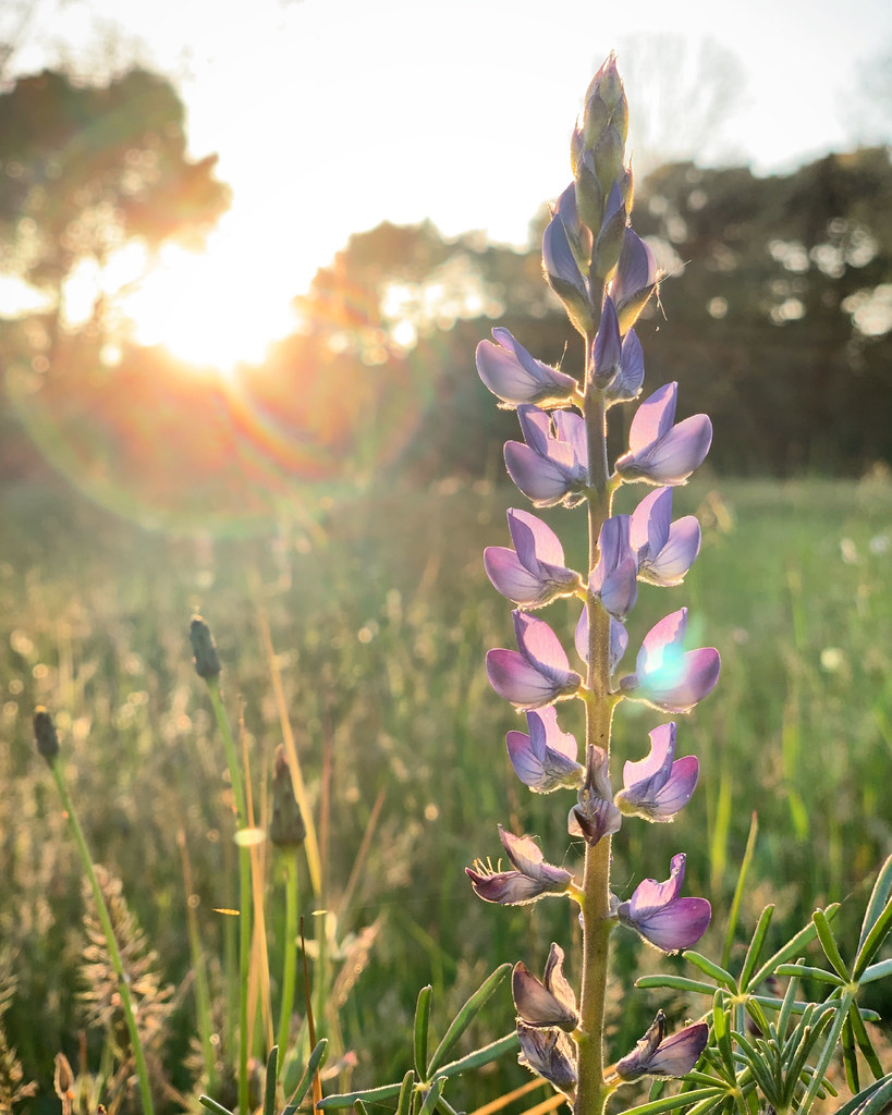 Purple lupine flower backlit by golden hour sun near Tabagón, O Rosal, Galicia, Spain, March 2020