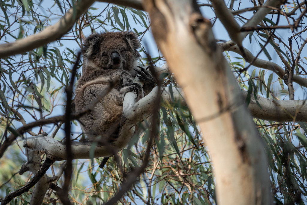 Sleepy koala #2, Belair National Park, Adelaide, South AustraliaSleepy koala #7, Belair National Park, Adelaide, South Australia