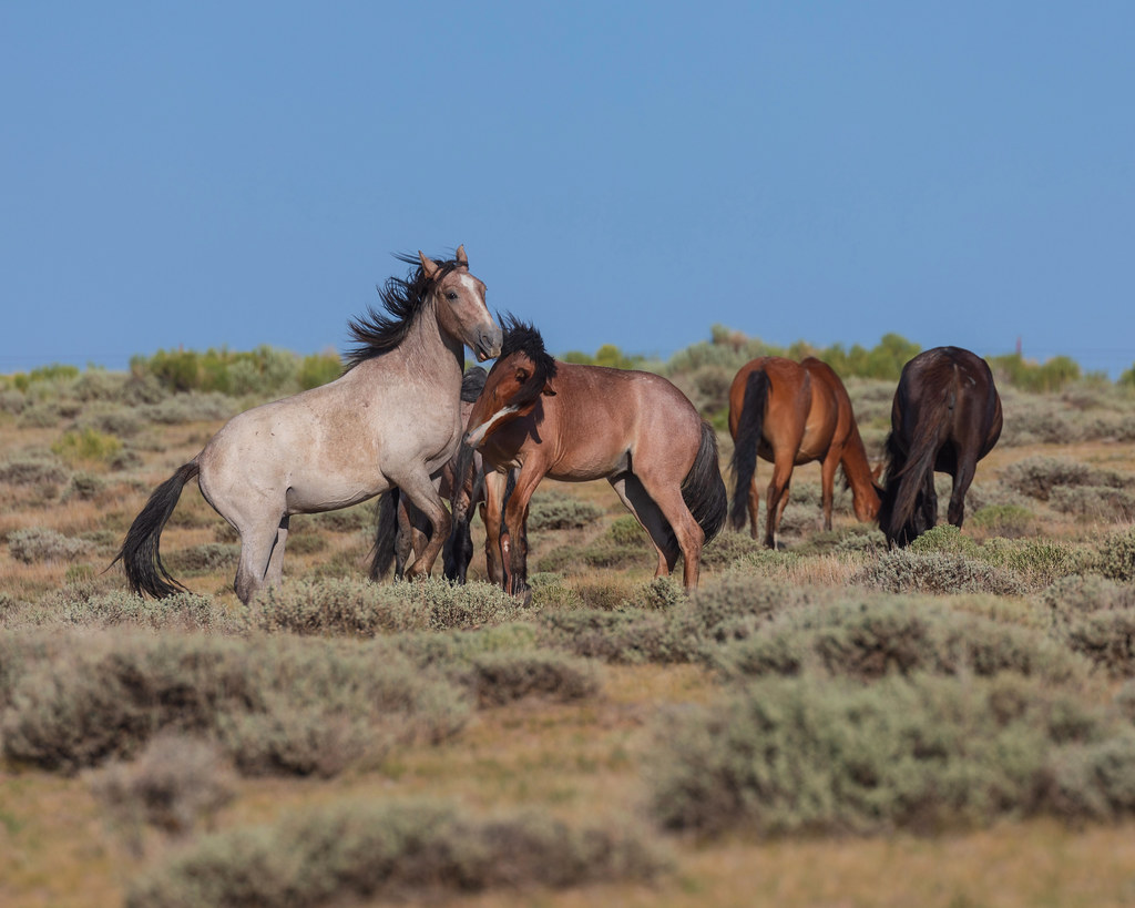 Wild Horses at Play