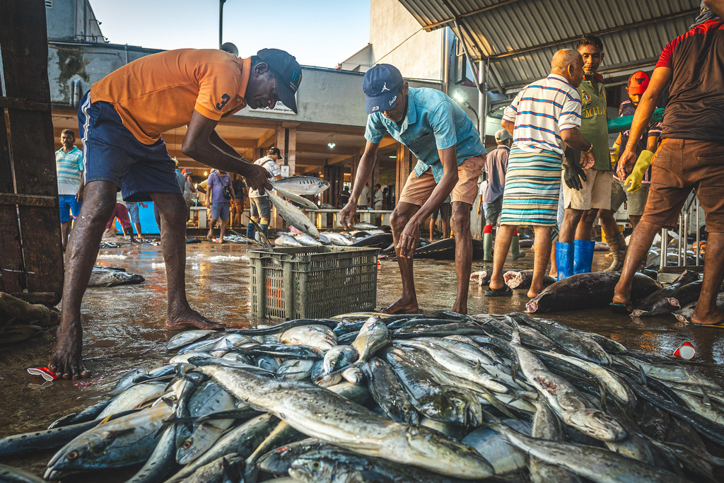 Negombo Fish Market